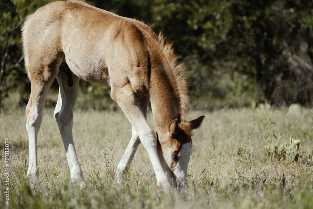 Colt foal horse grazing in Texas field with copy space on pasture background for farm or ranch concept. Colt foal horse grazing in Texas field with copy space on pasture background for farm or ranch concept.