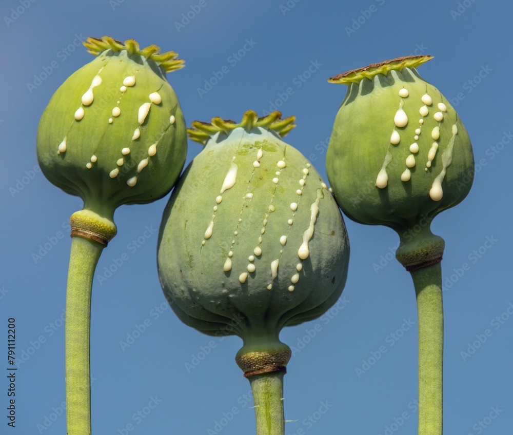 opium poppy heads with drops of opium milk latex - obrazy, fototapety, plakaty 
