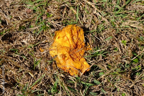 Dried flowers of Cochlospermum regium. Aging and dying, yellow flowers fall from the trees, dry and dead on the grass photo