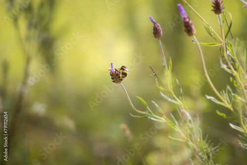 Abeja recolectando polen en campos de lavanda