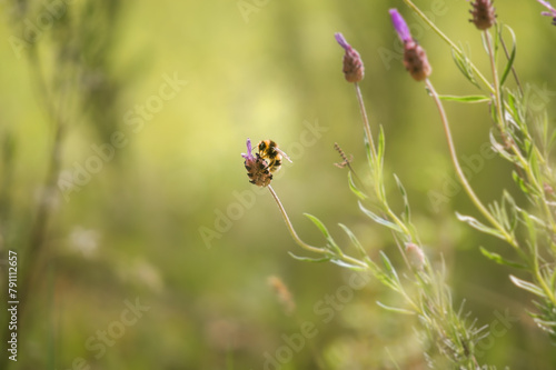 Detalle de abeja polinizando flores de lavanda