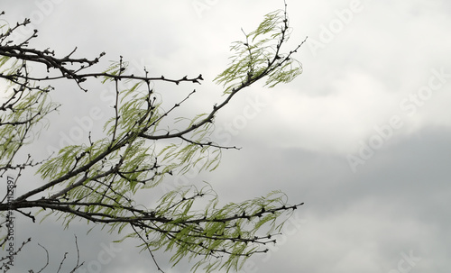 Honey mesquite tree branch in windy weather with storm cloud background.