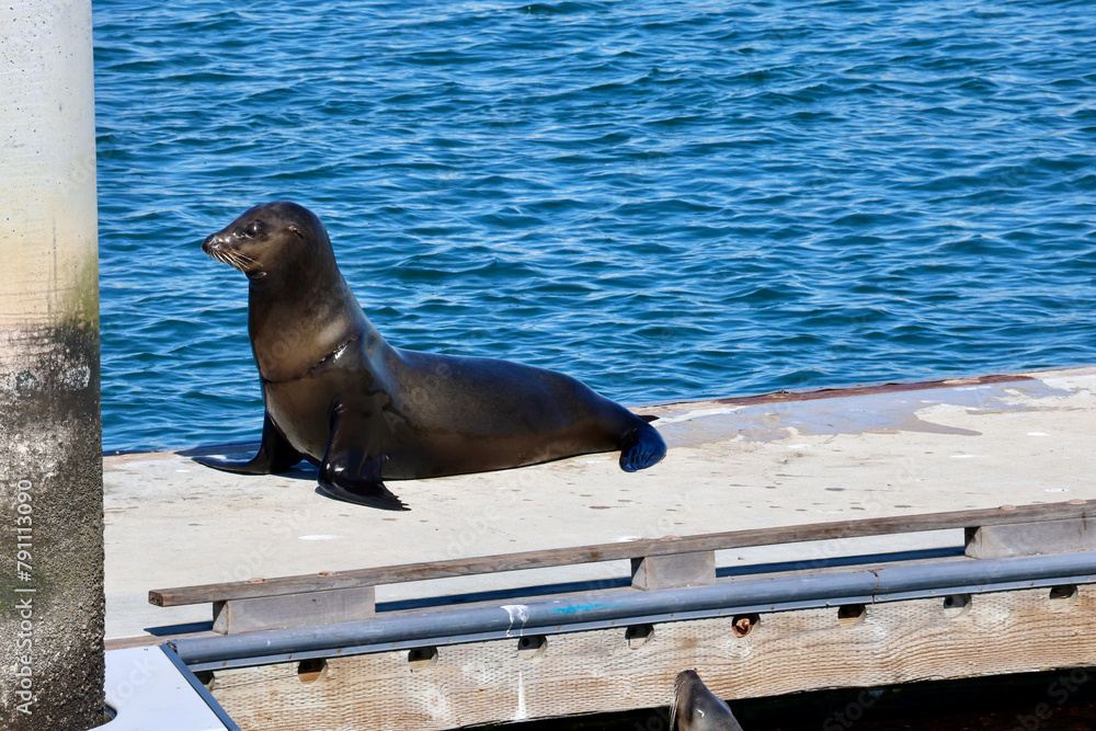 Fototapeta premium rescued seal basking in the sun