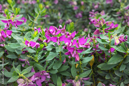 The finial Polygala myrtifolia - distinctive flowers in violet