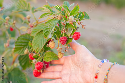 ripe raspberries of the Maravilla variety in a woman hand. Large varieties of raspberries grow on the farm.