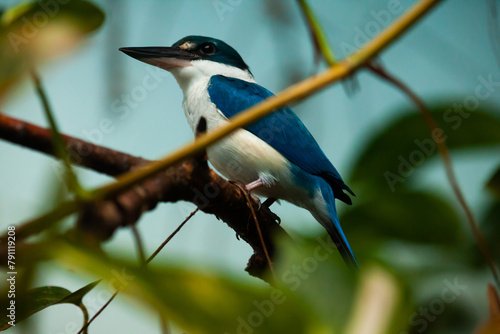 Canvas Print White-throated kingfisher sitting on tree branch (Halcyon smyrnensis)