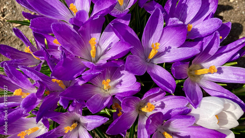 Lots of purple crocuses photographed from directly above