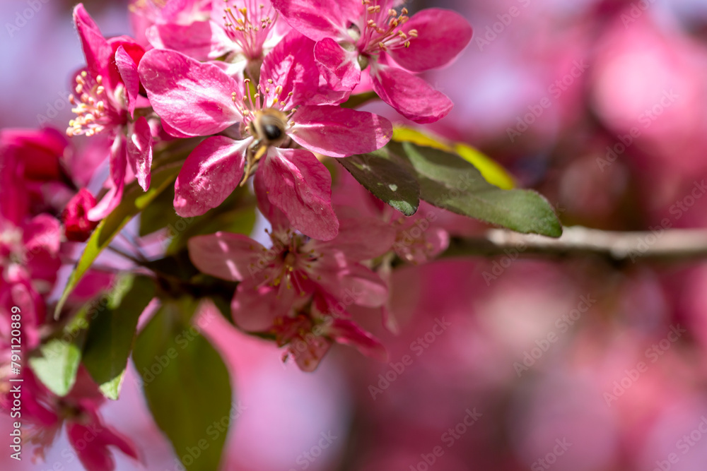 Pink fruit tree flowers, the arrival of spring. Pink fruit tree flowers, the arrival of spring.