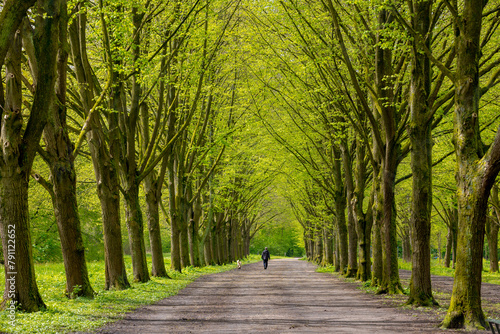 Fototapeta Naklejka Na Ścianę i Meble -  Beautiful spring background with pathway through the wood, Young green leaves with blur people running exercise, Rows of big trees along the walkways, Amsterdamse Bos (Forest) Amsterdam, Netherlands.