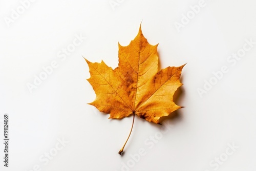 Minimalistic Autumn Leaf on Neutral Background