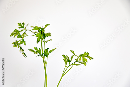 fresh green parsley on white background