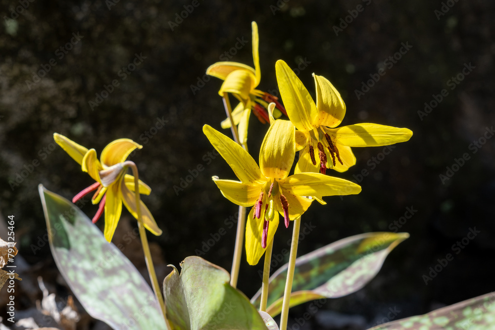 Naklejka premium Yellow trout lily (Erythronium americanum)