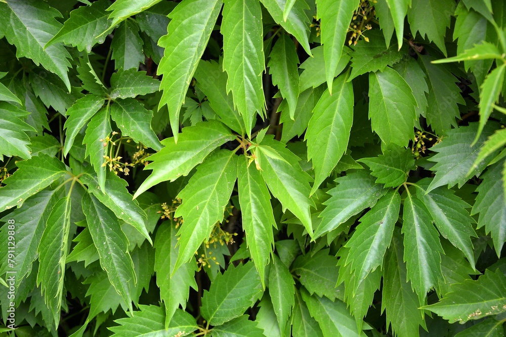 A plant with leaves resembling marijuana , cannabis A plant with leaves resembling marijuana , cannabis