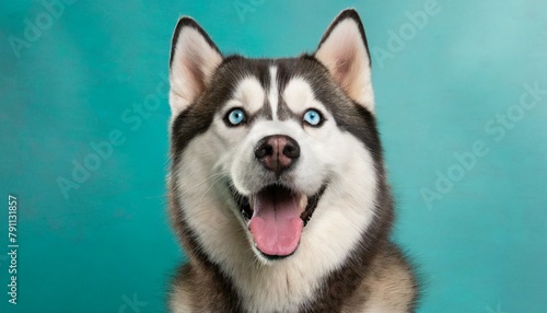 Husky dog portrait looking at the camera with mouth open on a turquoise blue background