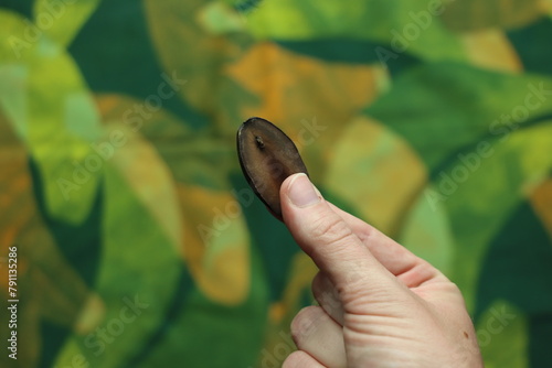 Brazilian seed Puxuri (Licaria puchury-major) in a woman’s finger with a green background 