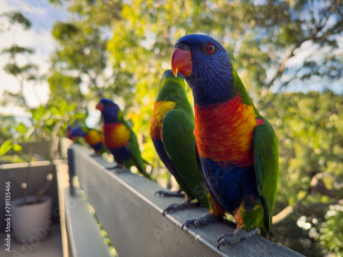 Rainbow Lorikeet Parrot. Birds of Australia (ID: 791135466)