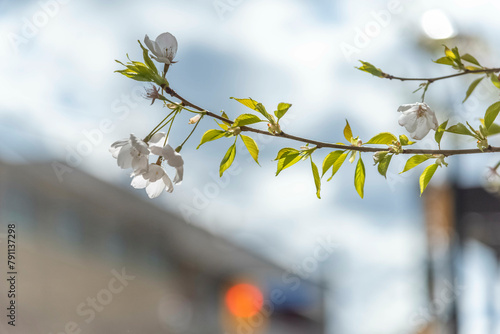 Fotografie Cherry Blossoms