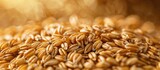 Abundant Harvest of Organic Golden Wheat Grains in Close up View with Rustic Texture Background