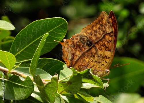 Pearl Charaxes (Charaxes varanes) Butterfly Amongest the Leaves in Arusha National Park, Tanzania  photo