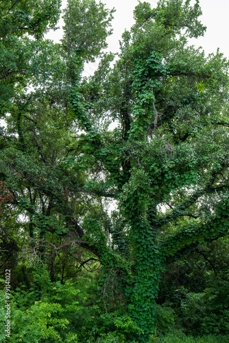 Lush greenery dominates the scene with a variety of trees and plants thriving together. Vines have overgrown one tree  covering its trunk and branches  creating a wild  dense forest atmosphere.