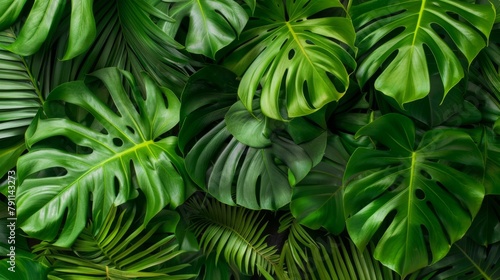Monstera leaves background. Tropical green leaves