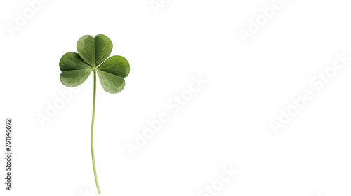 Four leaf clover on a white background. St. Patrick's Day celebration, luck and fortune concept, copy space © Ziyan Yang