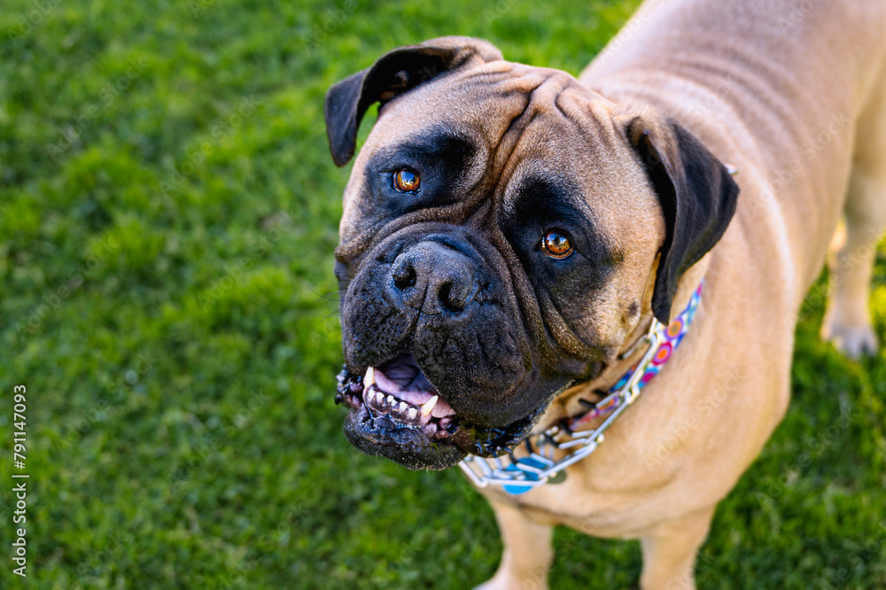2024-01-30 A LARGE FAWN COLORED BULLMASTIFF LOOKING UP WITH BEAUTIFUL EYES AND A ATTENTIVE LOOK AND A SOFT GREEN BACKGROUND IN LA JOLLA CALIFORNIA