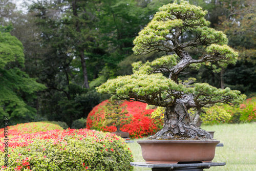 日本庭園、盆栽とヤマツツジ