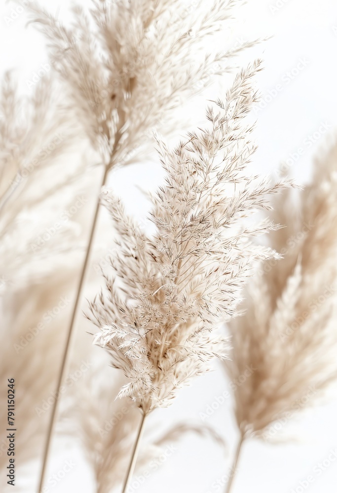 Fototapeta premium Close Up of Tall Grass