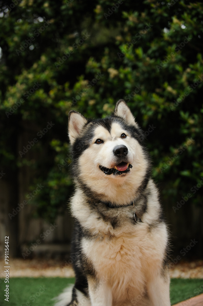 Fototapeta premium Alaskan Malamute portrait against greenery