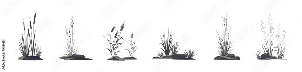 Naklejka premium Cattail, reeds, cane, sedge, bluegrass and other marsh and steppe grass - a set of silhouette vector drawings of plants near stones isolated on a white background.