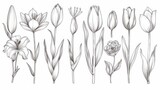Elegant Line Icon Set Featuring Delicate Flower Buds Lilies Roses and Tulips