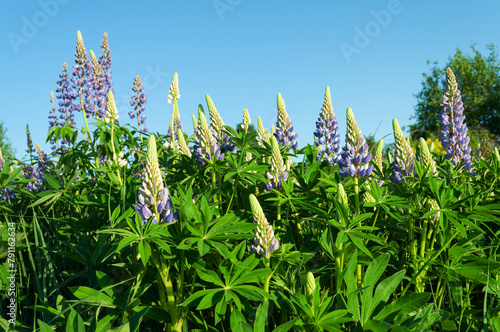 Wild lupines against the blue sky
