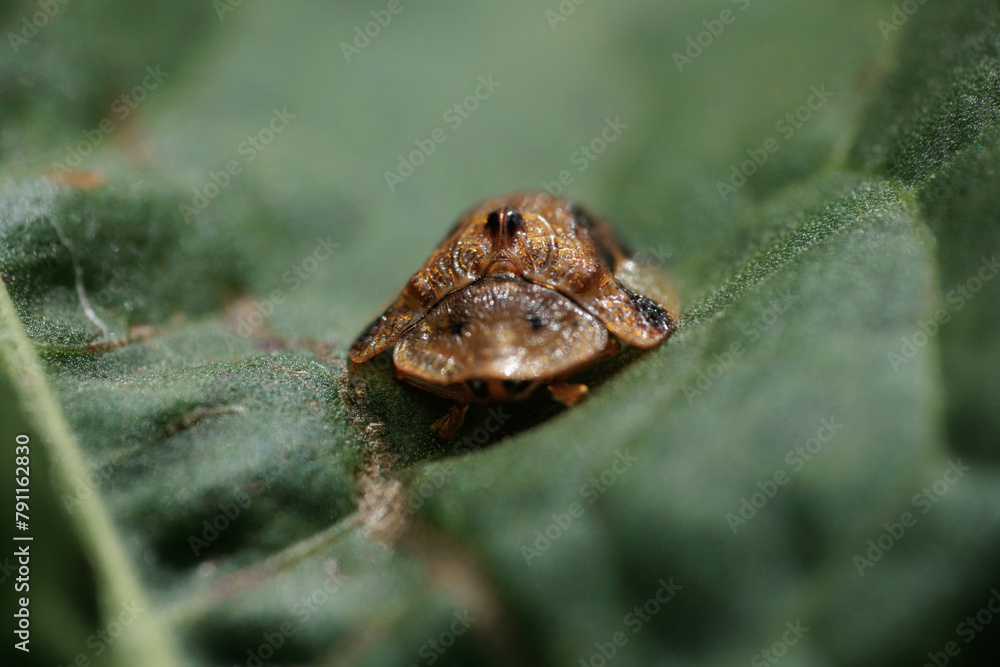 Naklejka premium カメノコハムシ