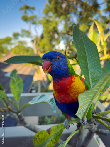 Rainbow Lorikeet Parrot. Birds of Australia (ID: 791163045)