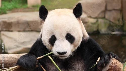 Playful Male Panda , Le Bao, Everland, South Korea photo