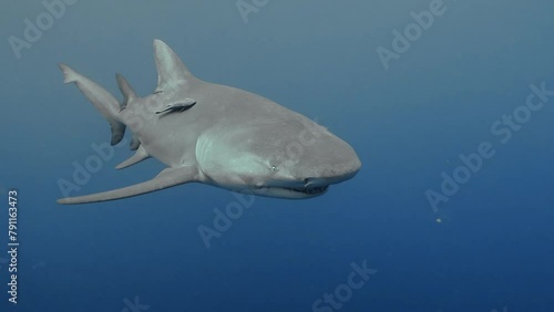 Lemon Shark Close Up