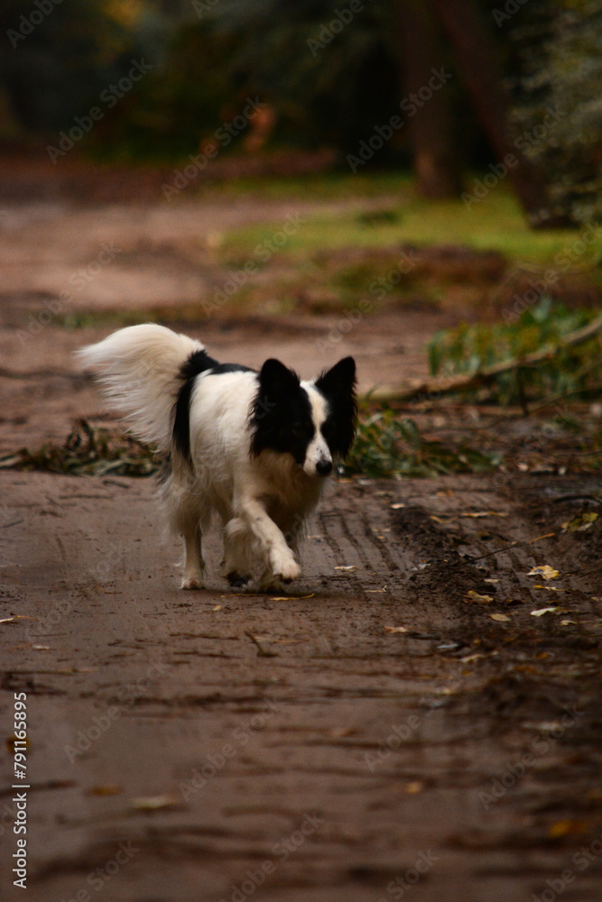 border collie dog walking down dirt road border collie dog walking down dirt road