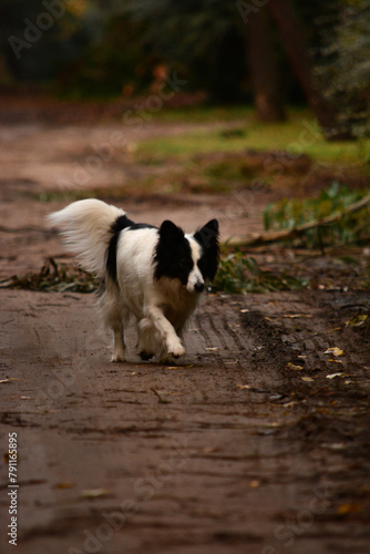 border collie dog walking down dirt road