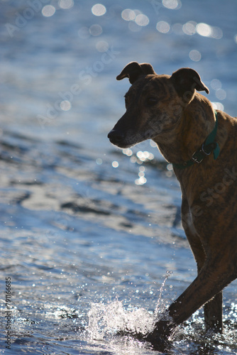 half body of brindle greyhound dog with feet in the water