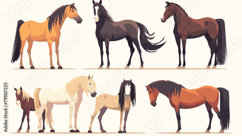 Collection of horses and pony standing and moving v