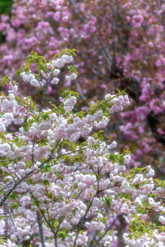 茨城県那珂市　静峰ふるさと公園の八重桜咲く春の風景 © Hiroki Kobayashi