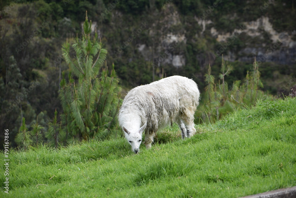 Naklejka premium sheep in the mountains