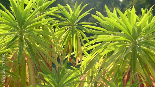 Euphorbia mellifera (canary spurge, honey spurge, Tithymalus melliferus Moench) is species of flowering plant in spurge family Euphorbiaceae, native to Madeira. photo