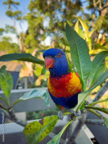 Rainbow Lorikeet Parrot. Birds of Australia (ID: 791168807)