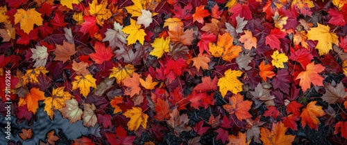 A vibrant maple leaves backdrop celebrates the beauty of autumn  radiating warmth and natural splendor.           AutumnVibes