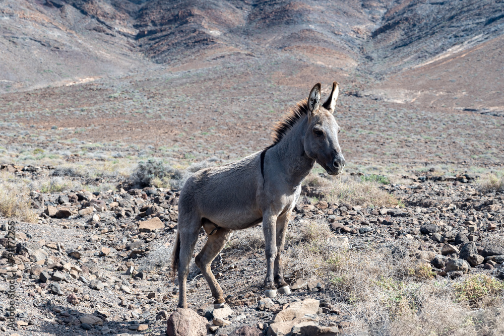 Naklejka premium Grey donkey and rocky volcanic landscape of south part of Fuerteventura island, farming on Canary islands, Spain
