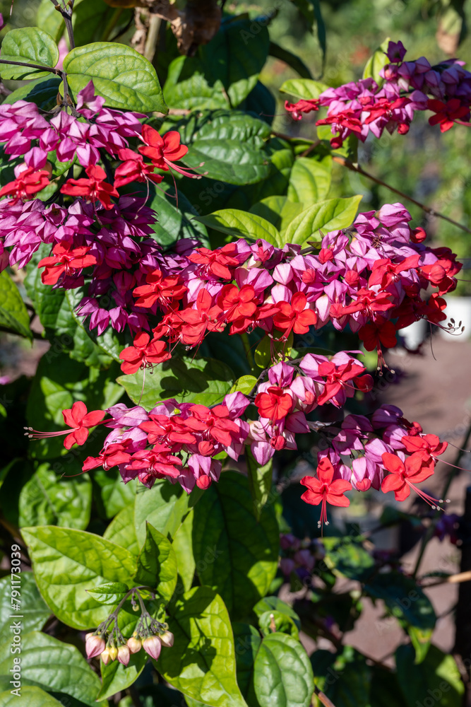 Pink flowers of clerodendrum thomsoniae bleeding glory-bower blossoming plant Pink flowers of clerodendrum thomsoniae bleeding glory-bower blossoming plant