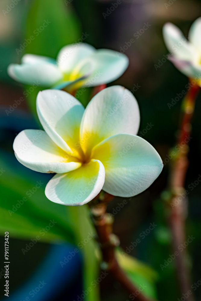 Fototapeta premium Aromatic flowers of white plumeria alba tropical plant