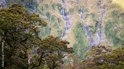 View through ancient trees to various waterfalls coming down a mountain on the Milford Track on the South Island of New Zealand